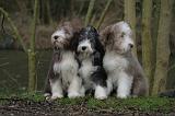BEARDED COLLIE 313
